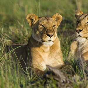 Lionesses (Panthera leo), Masai Mara Game Reserve, Kenya, November