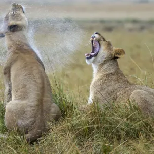Two Lionesses Print: Shaking Water and Yawning in Rain Two Lionesses Print: Shaking Water and Yawning in Rain