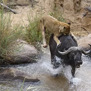 Lionesses (Panthera leo) trying to bring down African buffalo (Syncerus caffer) Londolozi