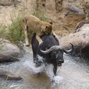 African Buffalo Print - Lionesses Attacking African Buffalo Print - Lionesses Attacking