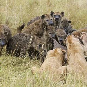 Two Lionesses (Panthera leo) trying to defend kill from large pack of Spotted hyaenas