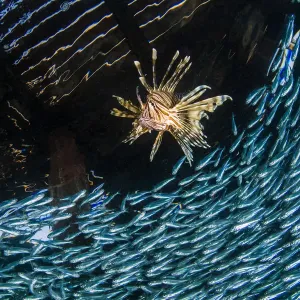 Un pez león (Pterois volitans) persigue una escuela de silversides (silverside cabeza dura). Un pez león (Pterois volitans) persigue una escuela de silversides (silverside cabeza dura).