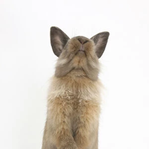 Lionhead-cross rabbit sitting up on its haunches