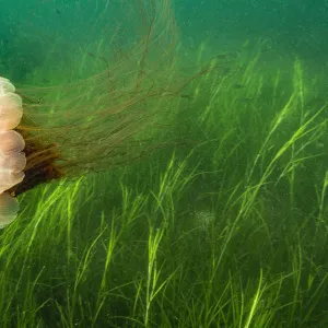 Lions mane jellyfish (Cyanea capillata) swept in current over a bed of eel grass