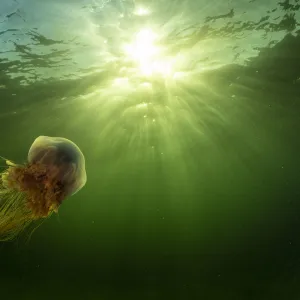 Lions mane jellyfish (Cyanea capillata) drifts in the current off Nova Scotia, Canada