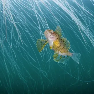 Lion's Mane Jellyfish Print with Commensal Crested Sculpin Lion's Mane Jellyfish Print with Commensal Crested Sculpin