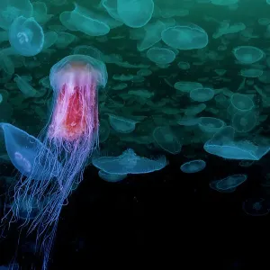 La méduse à crinière de lion (Cyanea capillata) chassant un groupe de méduses lune (Aurelia aurita), Prince William Sound, Alaska, États-Unis, Océan Pacifique. La méduse à crinière de lion (Cyanea capillata) chassant un groupe de méduses lune (Aurelia aurita), Prince William Sound, Alaska, États-Unis, Océan Pacifique.