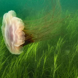 Les méduses à crinière de lion (Cyanea capillata) ont été emportées par la marée sur un lit d'herbe de congre. Les méduses à crinière de lion (Cyanea capillata) ont été emportées par la marée sur un lit d'herbe de congre.