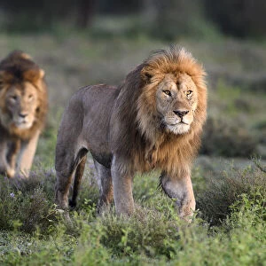 Lions (Panthera leo) - two brothers patrolling territorial boundary at border of Serengeti / Ngorongoro Conservation Area (NCA) near Ndutu, Tanzania