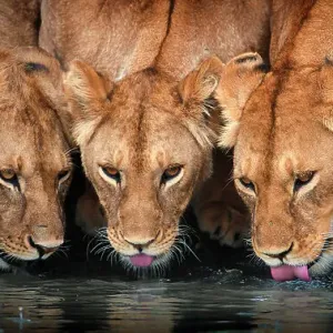 Ndutu Lions Print: Five African Lion Drinking Together Ndutu Lions Print: Five African Lion Drinking Together