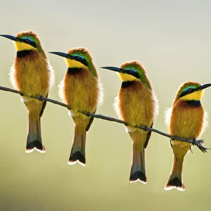 Four Little bee-eaters (Merops pusillus) perched on branch, Seronera Valley