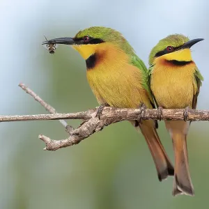 Dos pequeños abejarucos (Merops pusillus) se posaron uno al lado del otro en una rama, uno con insecto en el pico, Río Allahein, Gambia. Dos pequeños abejarucos (Merops pusillus) se posaron uno al lado del otro en una rama, uno con insecto en el pico, Río Allahein, Gambia.