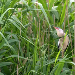 Little bittern (Ixobrychus minutus) perched in reedbed calling, Valkenhorst nature reserve, Valkenswaard, the Netherlands. May Little bittern (Ixobrychus minutus) perched in reedbed calling, Valkenhorst nature reserve, Valkenswaard, the Netherlands. May