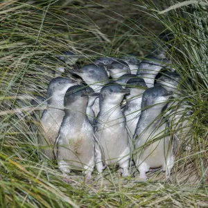 Little blue / fairy penguin (Eudyptula minor) walking on pathway to nesting burrows