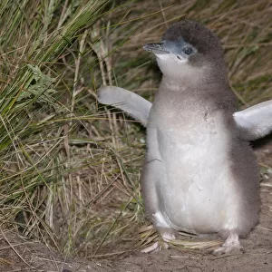 Little blue / fairy penguin (Eudyptula minor) almost fully feathered chick outside nesting burrow