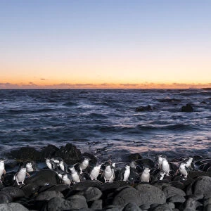 Little blue / fairy penguin (Eudyptula minor) coming ashore to breeding area after dusk