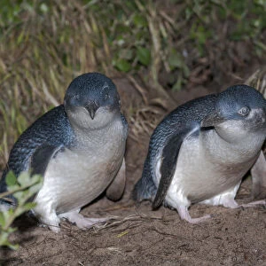 Little blue / fairy penguin (Eudyptula minor) pair courting near nesting burrow, Neck Game Reserve