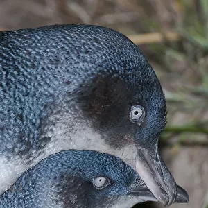 Little blue / fairy penguin (Eudyptula minor) pair courting near nesting burrow, Neck Game Reserve