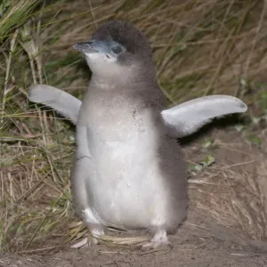 Little blue / fairy penguin (Eudyptula minor) almost fully feathered chick outside nesting burrow
