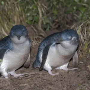 Little blue / fairy penguin (Eudyptula minor) pair courting near nesting burrow, Neck Game Reserve