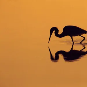 Little blue heron (Egretta caerulea) in lagoon at sunrise, Fort Myers Beach, Gulf Coast