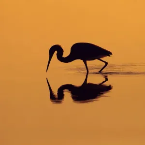 Little blue heron print in a Gulf Coast lagoon at sunrise Little blue heron print in a Gulf Coast lagoon at sunrise