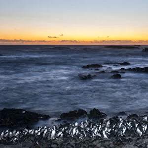 Little blue penguin (Eudyptula minor) group coming ashore after dusk, Phillip Island Nature Park