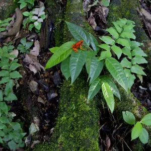Little-devil poison frog (Oophaga sylvatica) on leaves, Canande, Esmeraldas, Ecuador Little-devil poison frog (Oophaga sylvatica) on leaves, Canande, Esmeraldas, Ecuador