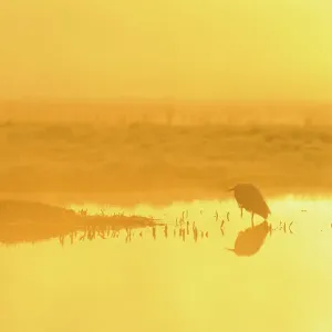 Little Egret Print at Dawn, Elmley Nature Reserve Little Egret Print at Dawn, Elmley Nature Reserve