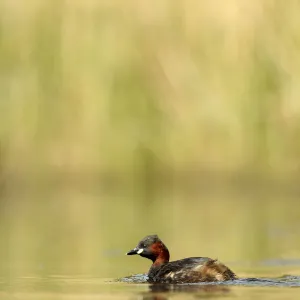 Little grebe (Tachybaptus ruficollis) on lake, Surrey, England, UK, April