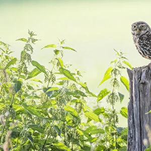 Little owl (Athene noctua) adult, The Netherlands