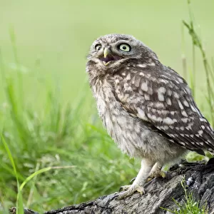 Little owl (Athene noctua) Chick calling for food from tree stump, Hertfordshire