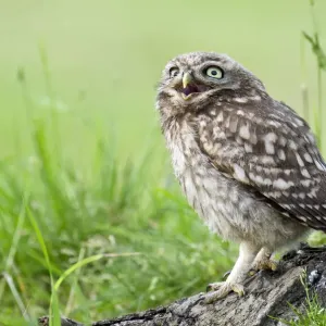 Little Owl Chick Print, Hertfordshire England Little Owl Chick Print, Hertfordshire England