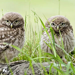 Little owl (Athene noctua) two chicks on tree stump, Hertfordshire, England, UK, June