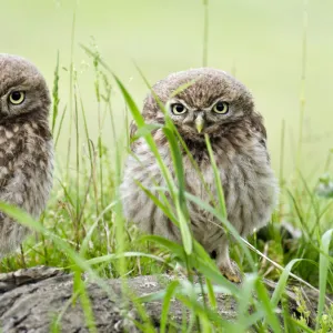 Little owl (Athene noctua) two chicks on tree stump, Hertfordshire, England, UK, June