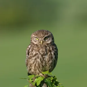 Little owl {Athene noctua} Derbyshire, England