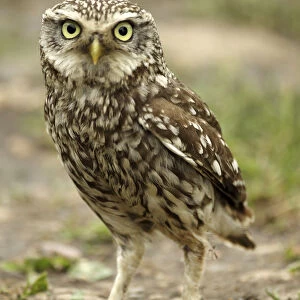 Little owl (Athene noctua) on the ground, Essex, England, UK, June