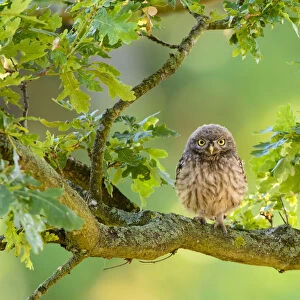 Little Owl (Athene noctua) immature perched in oak tree, London. July