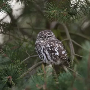 Little owl (Athene noctua) juvenile perched in pine tree, Norfolk, UK, September Little owl (Athene noctua) juvenile perched in pine tree, Norfolk, UK, September