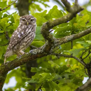 Little owl (Athene noctua), Monmouthshire, Wales, UK, July Little owl (Athene noctua), Monmouthshire, Wales, UK, July