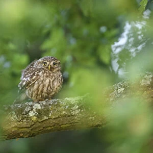 Little owl (Athene noctua) perched on branch of oak tree, London, UK, June