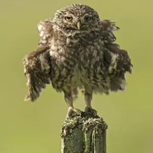 Little owl (Athene noctua) perched on a fence post, ruffling its feathers, Castro Verde