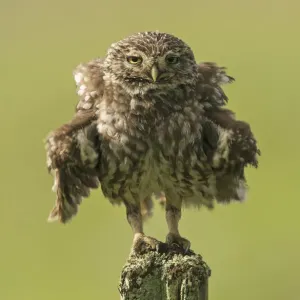 Little owl (Athene noctua) perched on a fence post, ruffling its feathers, Castro Verde Little owl (Athene noctua) perched on a fence post, ruffling its feathers, Castro Verde