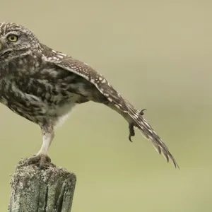 Little owl (Athene noctua) perched on a fence post, stretching its wings, Castro Verde