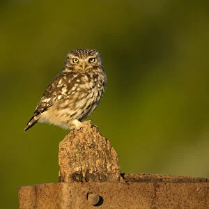 Little Owl (Athene noctua) perched on a gate in late evening light, Worcestershire, May