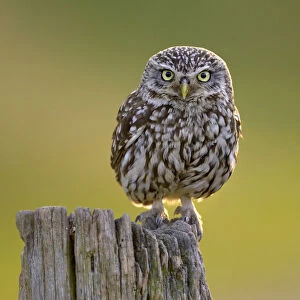Little Owl (Athene noctua) perched on post. Wales, UK, June