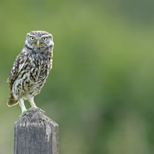 Little Owl (Athene noctua) perched on post. Wales, UK, June Little Owl (Athene noctua) perched on post. Wales, UK, June