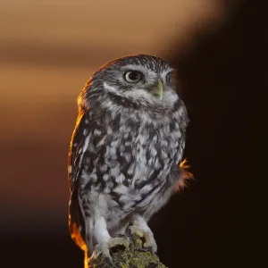 Little owl (Athene noctua) perched on post at dusk, Carmarthenshire, Wales, UK, Captive Little owl (Athene noctua) perched on post at dusk, Carmarthenshire, Wales, UK, Captive