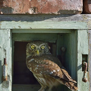 Little owl (Athene noctua) perched in wall. Danube Delta, Romania. May
