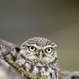 Little Owl (Athene noctua) portrait. Gloucestershire, UK, April